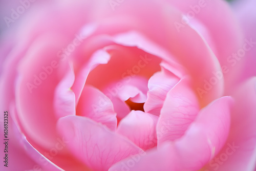 Macro close-up of a beautiful soft pink rose flower with delicate petals in bloom, creating a gentle and romantic floral background.