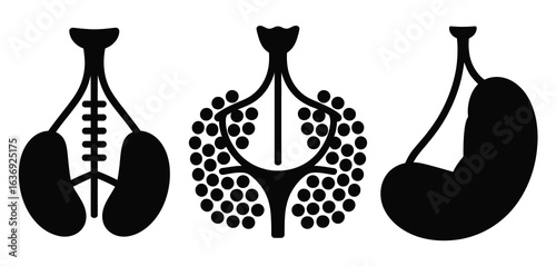 Diagrams of the human respiratory system and lungs