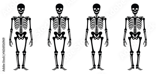 Four skeletons standing side by side in a row