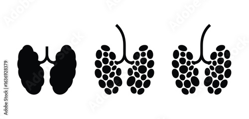 Diagram showing the structure and development of alveoli in the lungs