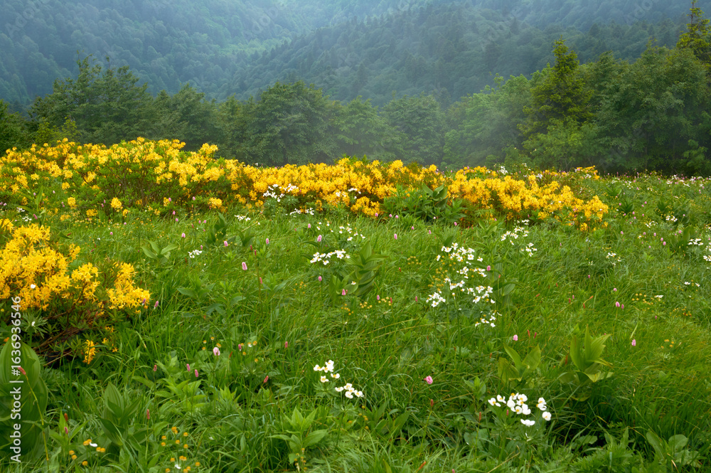 Obraz premium A vibrant yellow rhododendron in full bloom stands out against the lush green slope of a mountain, its golden flowers creating a striking contrast with the surrounding vegetation.