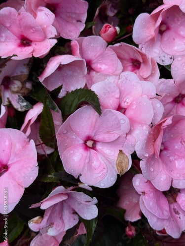 pink flowers in a garden