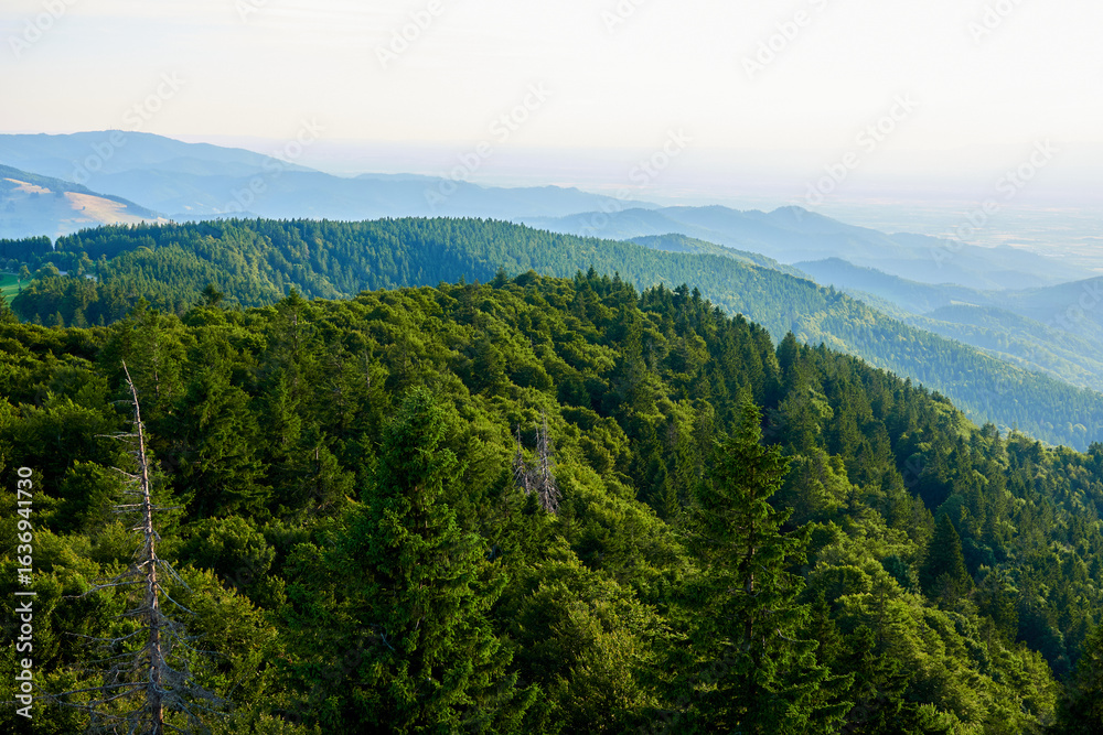 Fototapeta premium Black Forest View from the Hilltop