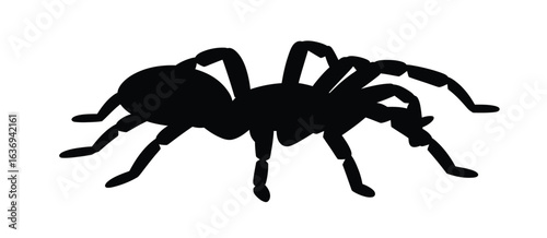 Black silhouette of a tarantula spider on a white background
