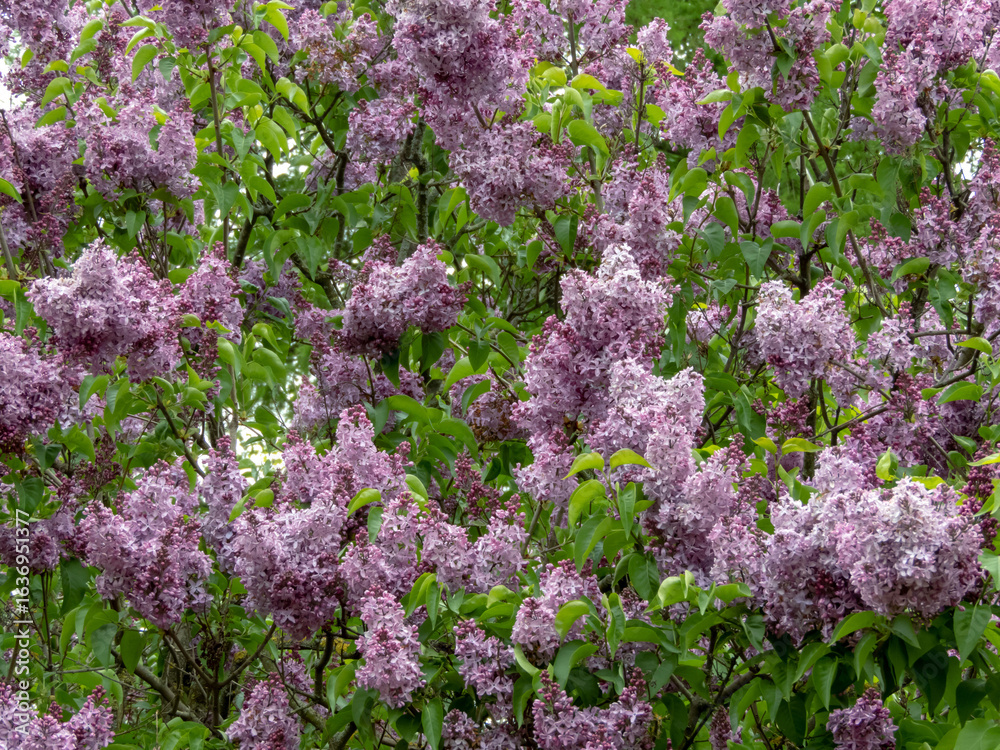 Obraz premium Blooming syringa vulgaris or lilac bush in spring