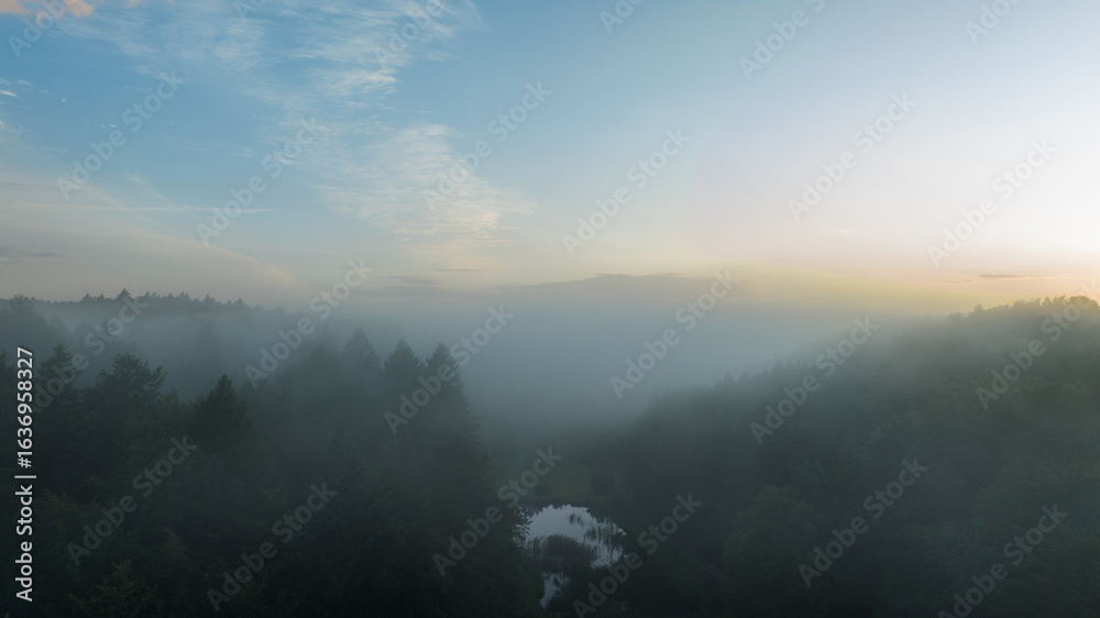 Fototapeta premium misty morning in the forest