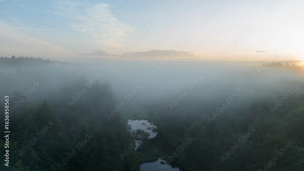 Fototapeta premium misty morning in the forest