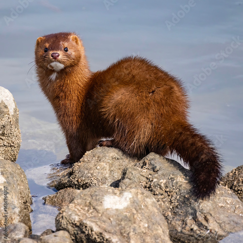 American Mink genera Neogale following the shore line in search of food
