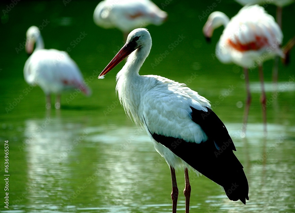 Fototapeta premium Close up of a stork