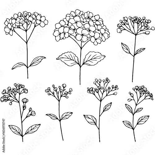 Set of outline hydrangea, leaves, doodle floral pattern. Hand drawn Botanical drawing. Detailed line art Rhododendron, Geranium illustration. Simple Stylized flowers. Elegant Black and White blossom	
