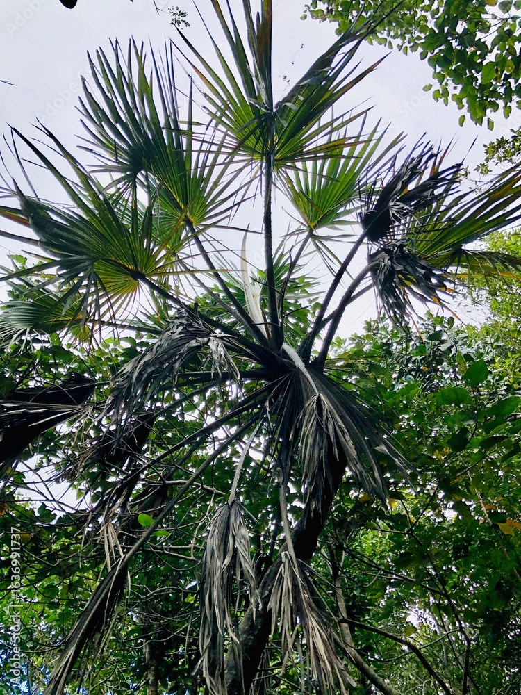 Naklejka premium Faune et flore de l'île de Mayotte