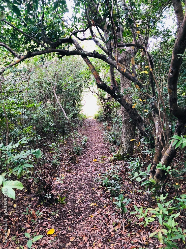 Fototapeta premium Faune et flore de l'île de Mayotte
