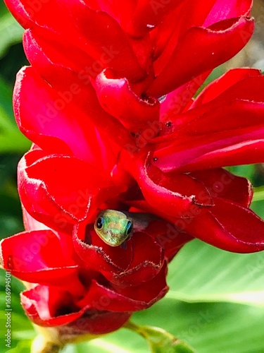Faune et flore de l'île de Mayotte