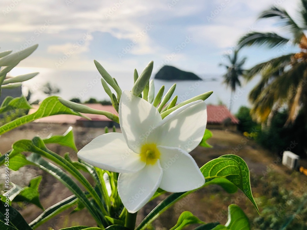 Fototapeta premium Faune et flore de l'île de Mayotte