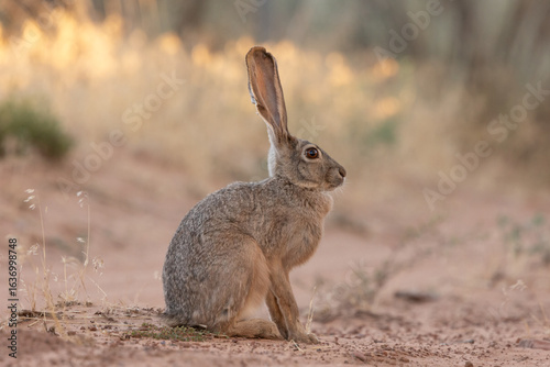 A jackrabbit with tattered ears sits very still, in the middle of a small dirt road in the desert of Southern Ut USA and the light from the setting sun just barely touches the grass in the background.