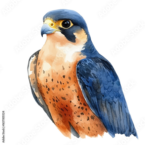 watercolor vector of Peregrine Falcon, isolated on a white background.