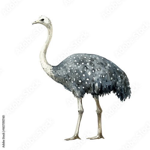 Ostrich, watercolor drawing vector, isolated on a white background.