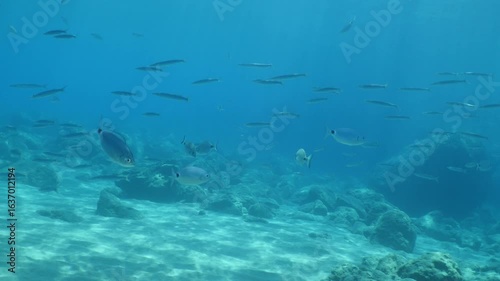 Wallpaper Mural barracuda fish school underwater with some other fish in blue water Torontodigital.ca