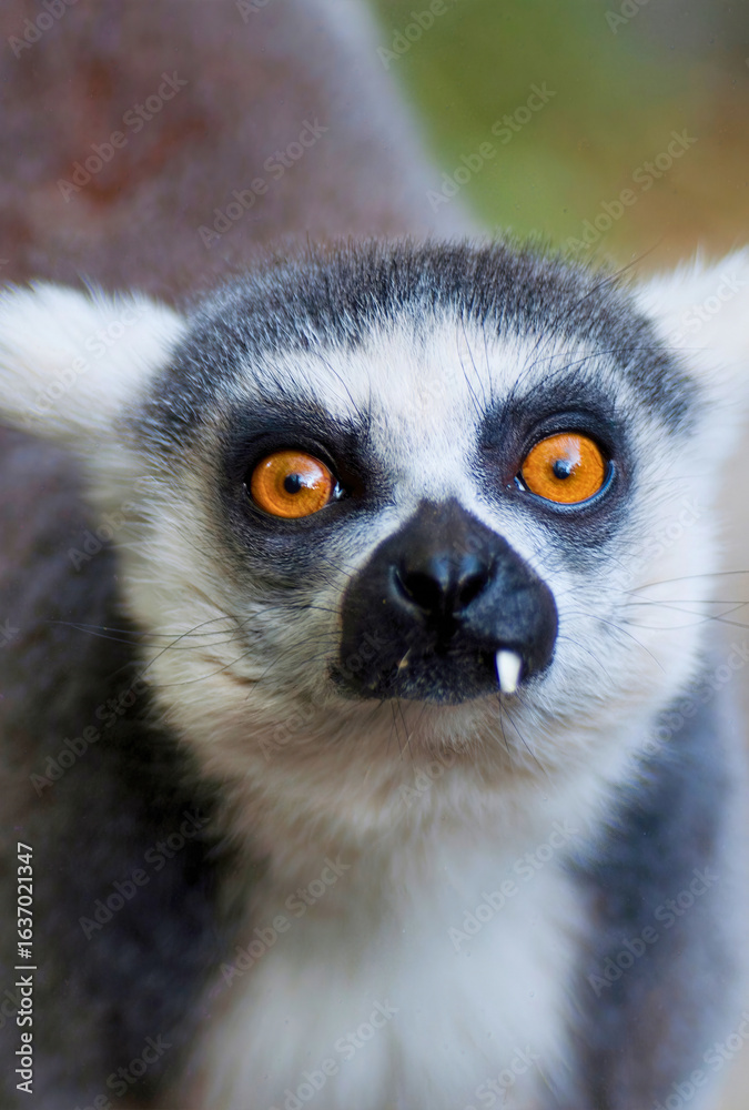 Obraz premium Ring-Tailed Lemur with Wide Eyes