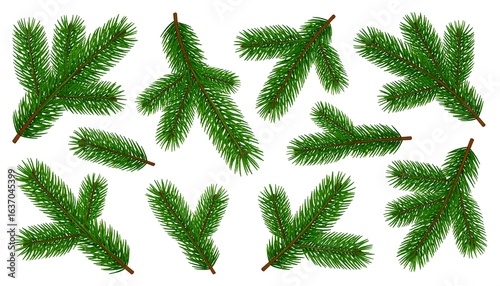 Christmas tree branches, vector illustration