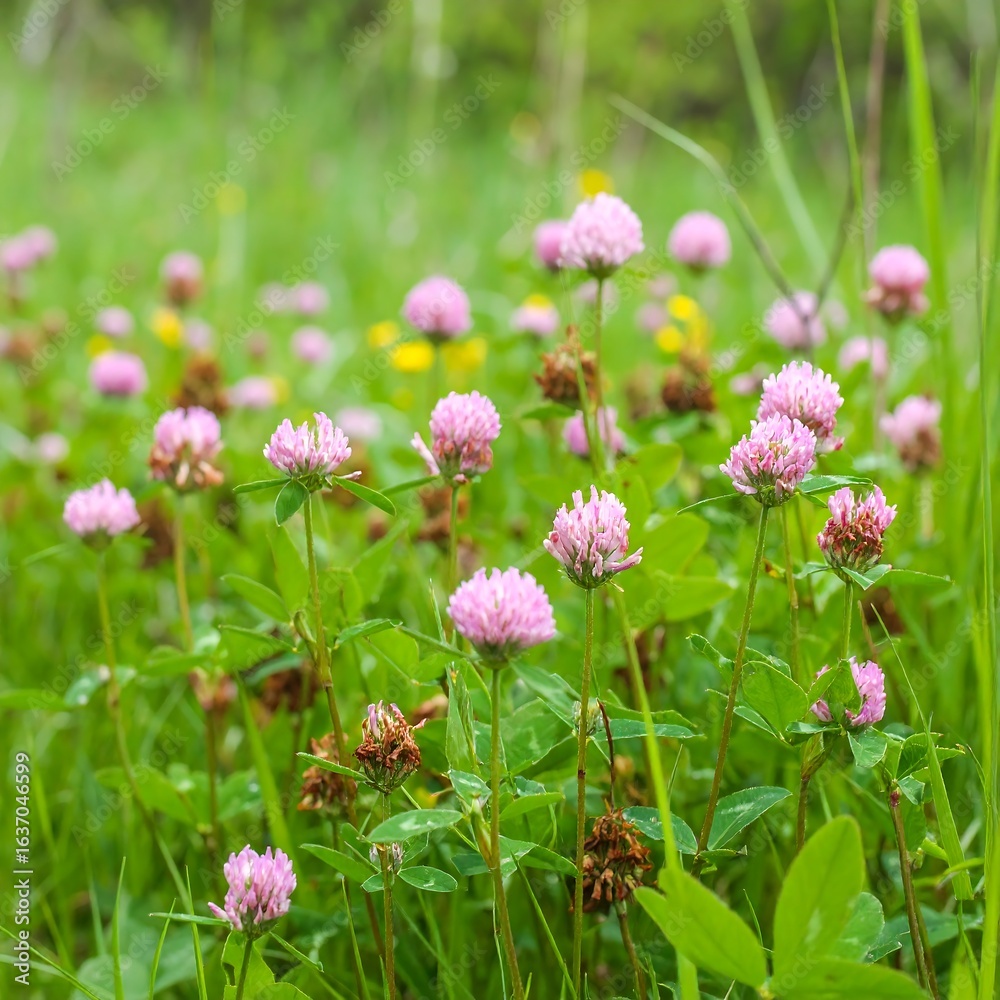 Delicate pink clover blossoms in a grassy meadow Delicate pink clover blossoms in a grassy meadow
