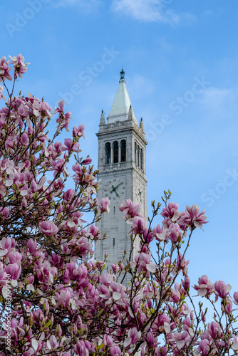 Sather Tower with Blooming Magnolia Tree in Spring – UC Berkeley, California