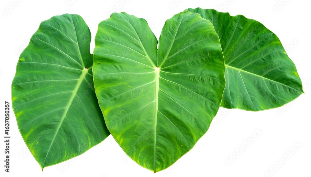 Obraz premium Close-up of three large, vibrant green leaves