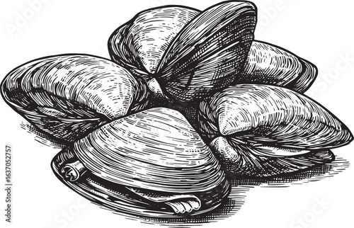 Artistic rendering of clams, capturing fine line work and depth