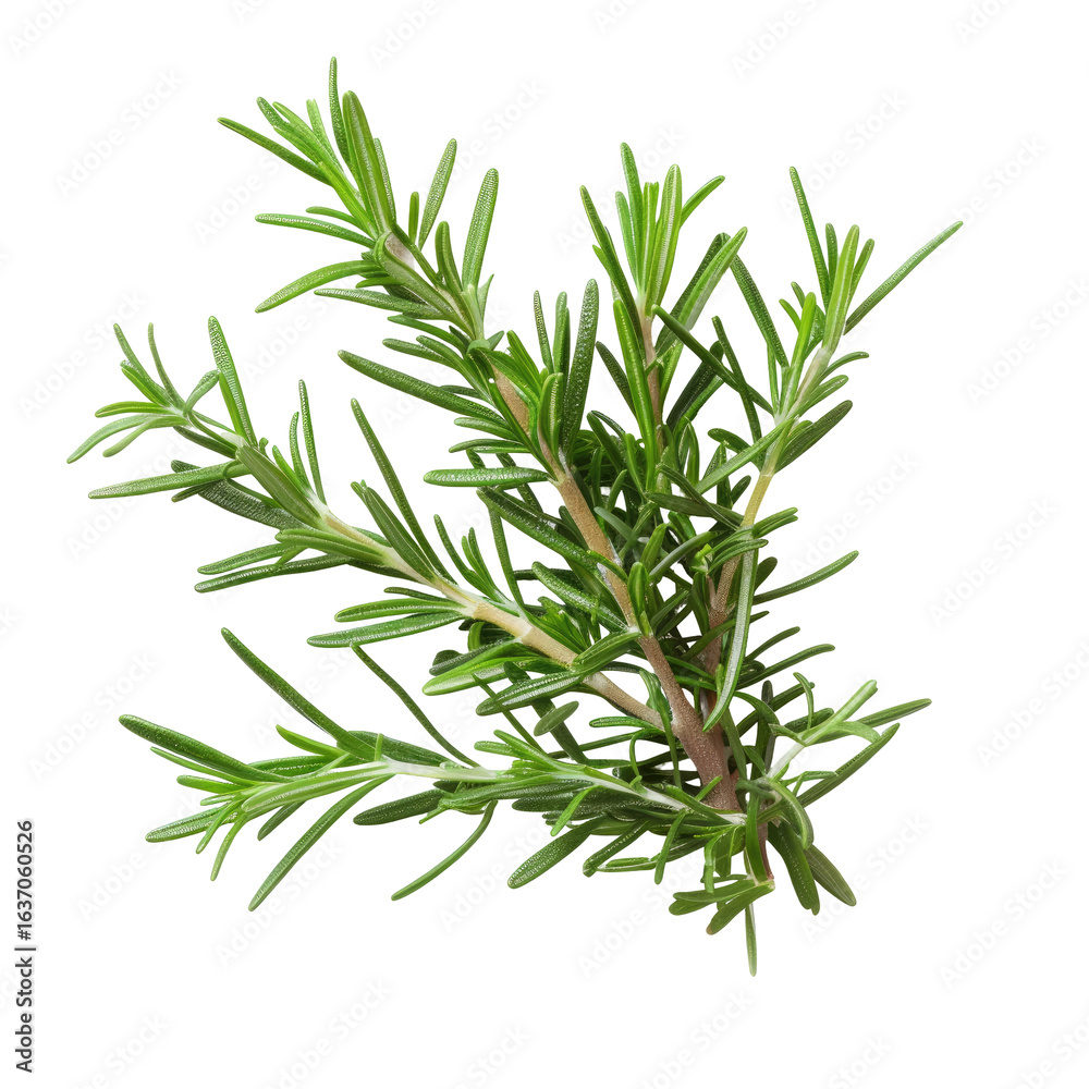 Fototapeta premium Close-up of fresh rosemary sprigs. Bright green, needle-like leaves densely clustered on stems. Sharp, detailed texture. Isolated on black background