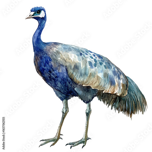 Emu, watercolor clipart vector, isolated on a white background.