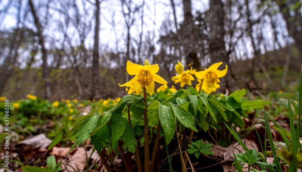 Obraz premium Yellow wildflowers in a forest