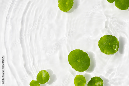 Φωτογραφία Green centella leaves floating gently in clear rippling water.