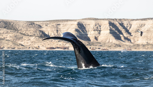 Southern Right Whale Tail Fin (Eubalaena australis) Surfacing in Patagonian Waters, Puerto Piramides, Peninsula Valdes, Chubut, Argentina High quality ícture.