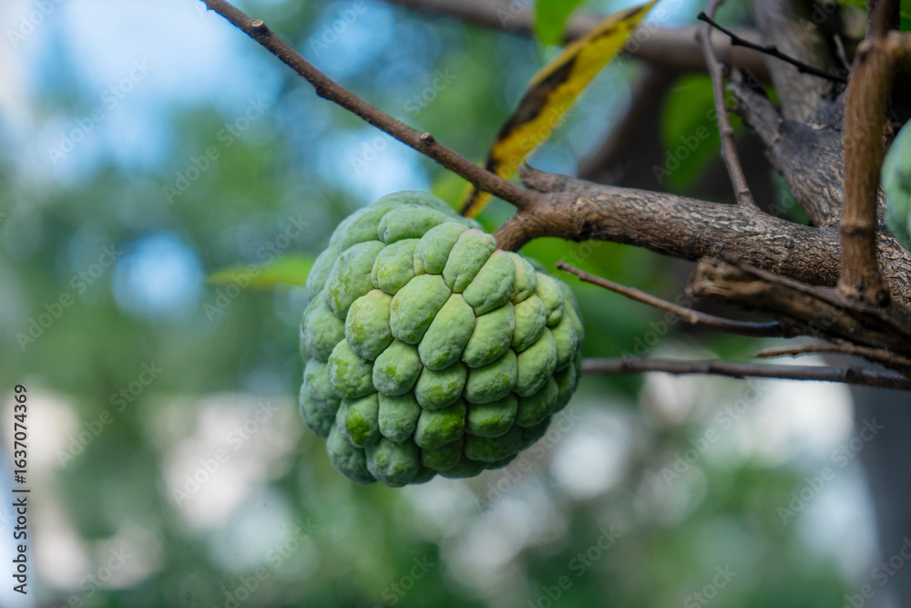 Fototapeta premium Close-up of fresh green sugar apple fruit hanging on tree branch, with natural blurred background, showing tropical texture and organic detail for agriculture and food concepts.