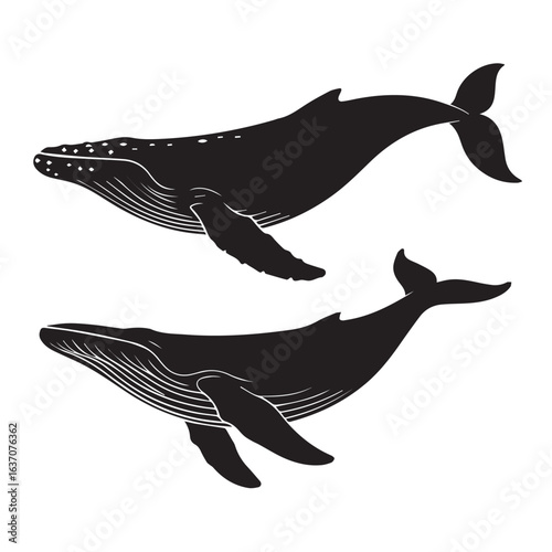 two humpback whales swimming side view clean line art vector realistic details dorsal spots flippers tail fins
