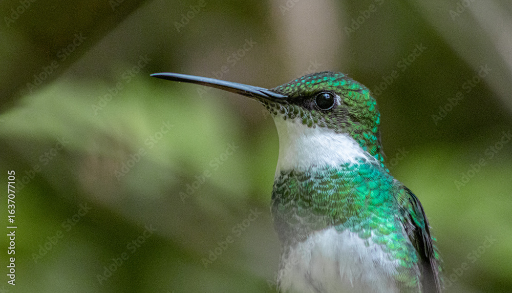 Fototapeta premium White-throated Hummingbird portrait close up high quality macro photography in Tigre, Buenos Aires, Argentina (Leucochloris albicolis)