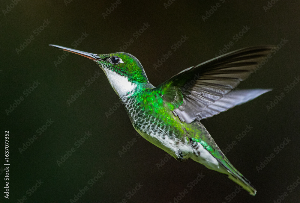 Fototapeta premium Flying White-throated Hummingbird portrait close up high quality macro photography in Tigre, Buenos Aires, Argentina (Leucochloris albicolis). Mid flight photo. 