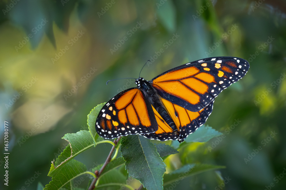 Fototapeta premium Monarch Butterfly Resting on Green Foliage.