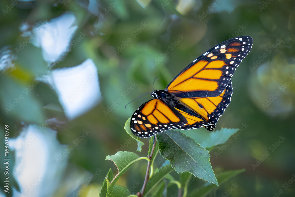 Fototapeta premium Monarch Butterfly Resting on Green Foliage.