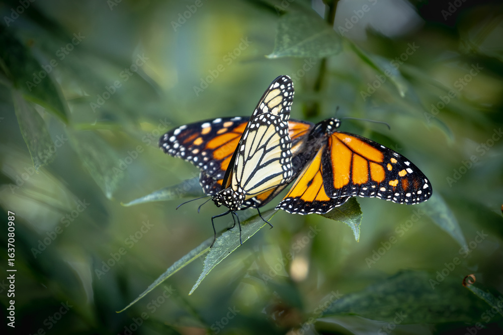 Fototapeta premium Mating Behavior of Endangered Monarch Butterflies on Green Foliage.