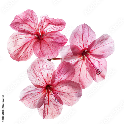 Close-up of three delicate pink flowers,  with intricate veining, arranged in a loose cluster