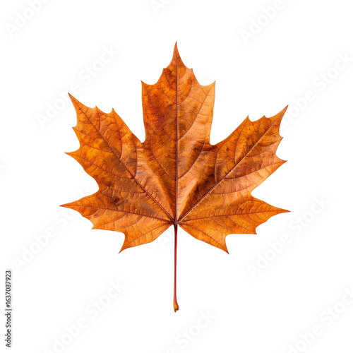 autumn watercolor pumpkin and leaves illustration isolated png