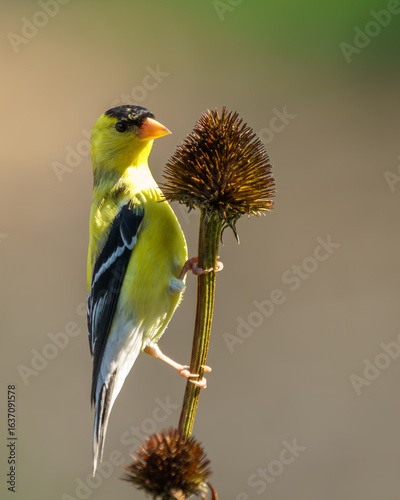 A male goldfinch perched on a dead cone flower