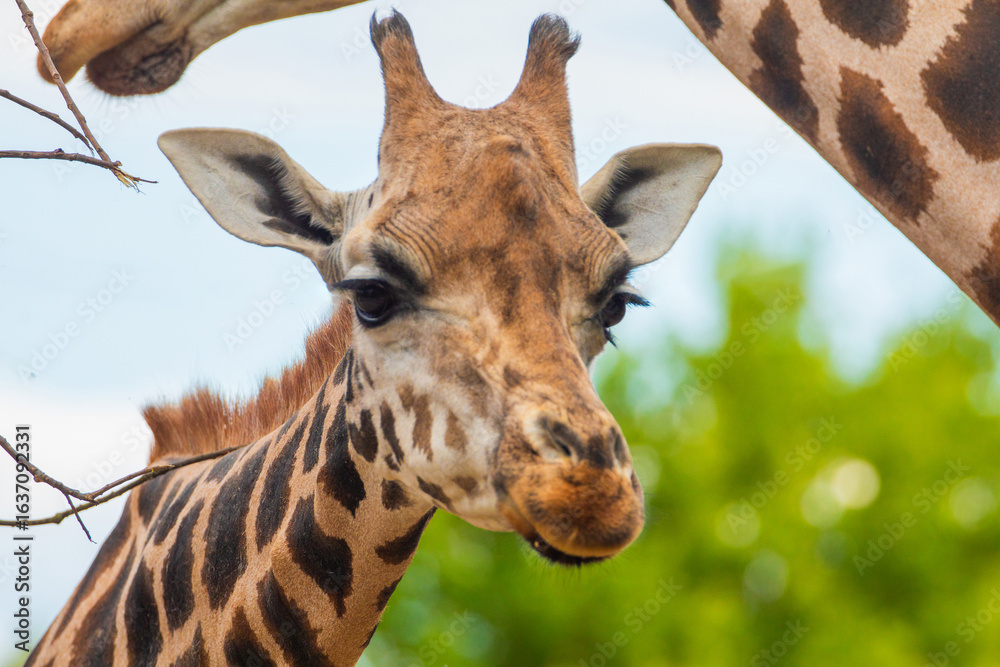 Fototapeta premium family of Giraffe Giraffa camelopardalis,with a baby. sticking out blue tongue