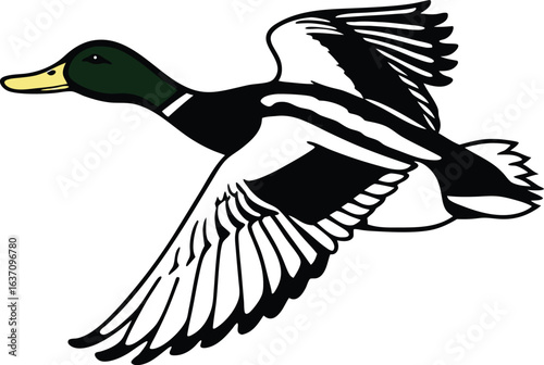 Mallard duck in flight with detailed wings
