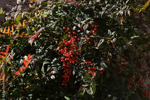 Nandina