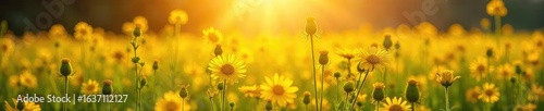 Golden hour sunlight bathes a field of vibrant yellow wildflowers, creating a breathtaking landscape of natural beauty Perfect for nature, spring, summer, or growth themes , tranquil, rays