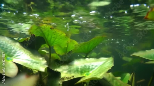 Underwater Aquatic Plants With Bubbles Rising Fresh Water Source