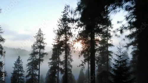 Early Morning Sun Rays Through Forest With Rising Mist