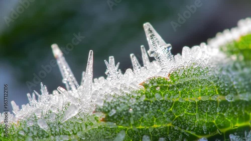 Delicate Frost Crystals Forming on a Bright Green Leaf in Winter